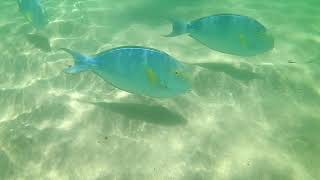 Lydgate beach park snorkeling and points of interest  East side Kauai [upl. by Erapsag]