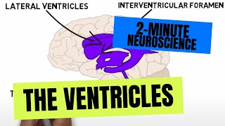 2Minute Neuroscience The Ventricles [upl. by April450]