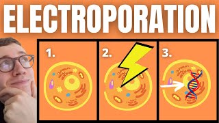 Understand Electroporation In Under 3 Minutes [upl. by Apurk]