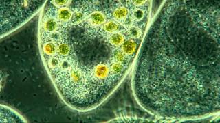 Paramecium Internal Detail 800X Amazing Microscopic HD Video [upl. by Alfy]