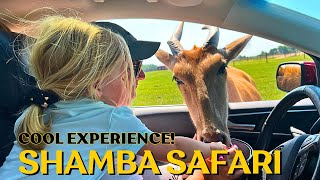 Awesome DriveThrough Safari in Wisconsin  Shamba Safari What to Know Before You Go [upl. by Ecnarepmet]