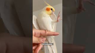 parrot singing viralvideo [upl. by Larrej]