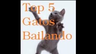 TOP 5 Gatos Bailando [upl. by Margi340]