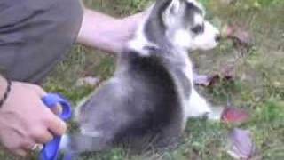 Huskey puppys first outing [upl. by Evey]