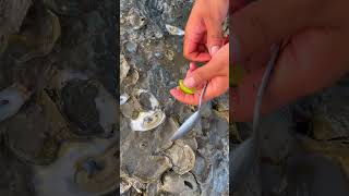 Oyster Picking Adventure – Can We Find the Freshest Oysters viralvideo 100kviews [upl. by Malkah]