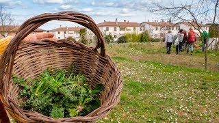 ERBE SPONTANEE COME RICONOSCERLE E RACCOGLIERLE [upl. by Oler337]