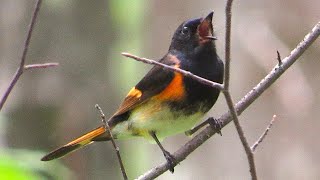 American Redstart [upl. by Dobson]