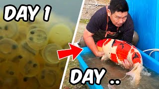 DAY IN THE LIFE of a JAPANESE KOI BREEDER [upl. by Zeitler]