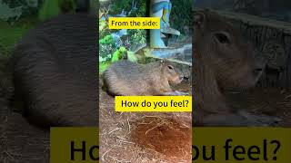 Capybara from Every Angle Still Adorable capybaralove [upl. by Aurelius]