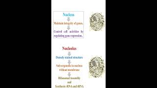 Nucleus vs Nucleolus geneticteacher [upl. by Notyalc222]