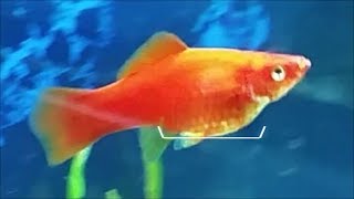 How to tell if female swordtail is pregnant and when it will give birth [upl. by Neggem]