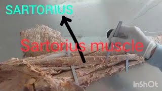 sartorius muscle dissection lowerlimbanatomy lowerlimb [upl. by Anaid24]