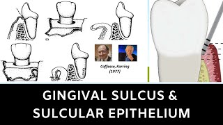 GINGIVAL SULCUS AND SULCULAR EPITHELIUM [upl. by Abla124]