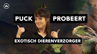 Puck Probeert  Aflevering 1  Exotisch Dierenverzorgen [upl. by Aikas220]