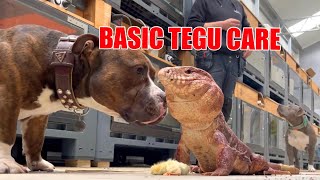 Basic tegu care [upl. by Orten]