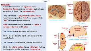 Sulciampgyri of the cerebral hemispheresDrAhmed Farid [upl. by Perdita]