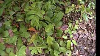 Queensland Part 3 Drosera schizandra on Mount Bartle Frere [upl. by Hollington]