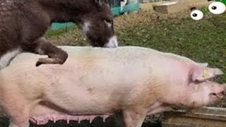 donkey and the pig are animals but discover the amazing truth donkey and pig [upl. by Dosh]