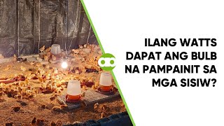 Ilang Watts Dapat ang Bulb na Pampainit sa mga Sisiw [upl. by Itsyrk]