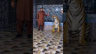 Lions vs tigers dangerous fight mian saqib [upl. by Nalac]