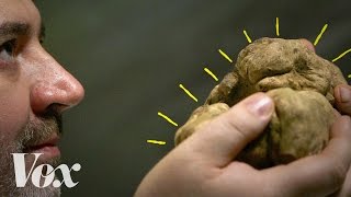 Why truffles can cost 2500 per pound [upl. by Nodnil]