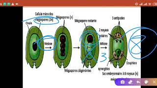 Biovégétale Chapitre 5  La reproduction chez les Angiospermes [upl. by Durnan]