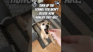 Snack Attack Sum amp Pixie’s Yummy Treat🍪🔈dogsofyoutube hungry mustwatch dogshort snackattack [upl. by Dnalel]