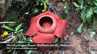 Worlds largest flower Rafflesia kerrii from Malaysia [upl. by Ynnavoj234]