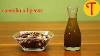 Camellia Seeds Oil Press  Make Camellia Oil At Home  Tenguard Oil Press [upl. by Ertnom578]