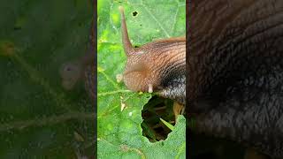 Whats the Secret to Raising a HEALTHY Baby Snail in 2024 14 [upl. by Inglebert]