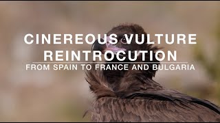 Cinereous Vulture Reintroduction — From Spain to France and Bulgaria [upl. by Rfinnej398]