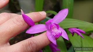 Bletilla striata [upl. by Rivers]