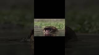 Beelzebufo introduction Prehistoric planet edit prehistoric dinosaur frog edit documentary [upl. by Tarrance]