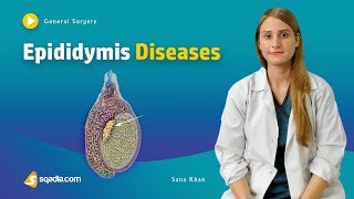 Epididymis Diseases  Surgery Video Lecture  Medical Online Education  VLearning™ [upl. by Eoin428]