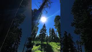 Winged Lodgepole Pine Seeds [upl. by Annairb83]