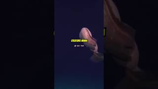 Discover the Mysterious Snailfish of the Deep Sea shorts [upl. by Tobit]