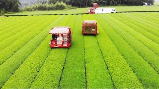 Japanese Green Tea Cultivation  Green Tea Farm  Green Tea Harvest and Processing [upl. by Katey209]