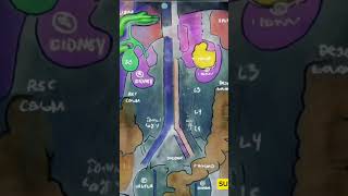 Abdominal Anatomy XRays Explained [upl. by Earahs]