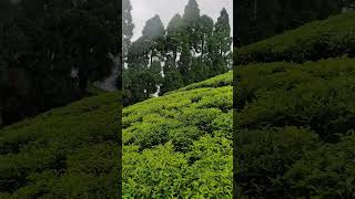 Gopaldhara Tea Estate Darjeeling teaestates darjeeling darjeelingteagarden [upl. by Hanad119]