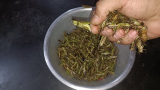 Cooking of Grasshopper 🦗 simple recipe😋 [upl. by Maffei708]