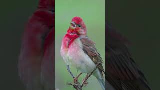 Colorful bird calling in the forest wildlife bird [upl. by Animsaj]