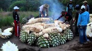 Cooking Maguey agave for Mezcal at the Mezcal Real Minero in Oaxaca Mexico [upl. by Cavan]