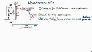 Action Potentials in Cardiac Myocytes or cardiac potential [upl. by Ezmeralda]