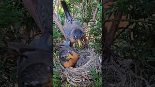 American Robin Dad Feeding Baby 🐣💕 [upl. by Neve343]