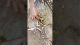 Unbelievable Catching in River Fishing Video shorts fishinglife [upl. by Stutman66]