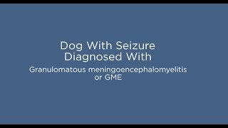 Dog With Subtle Seizure Diagnosed With Granulomatous meningoencephalomyelitis or GME [upl. by Dell]