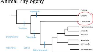 Animal Phylogeny [upl. by Cohligan]