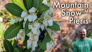 Mountain Snow™ Pieris  Pieris japonica ‘Planow’ [upl. by Amerd815]