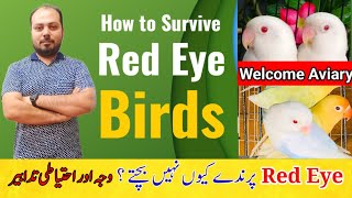 How to Survive Red eyes Birds Chicks  Albino Creamino Pale fallow Dun fallow  Welcome Aviary [upl. by Lamok]