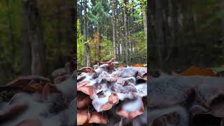 Pilze suchen im Wald 🍄‍🟫SchimmelPilz pilze shorts [upl. by Eanal]